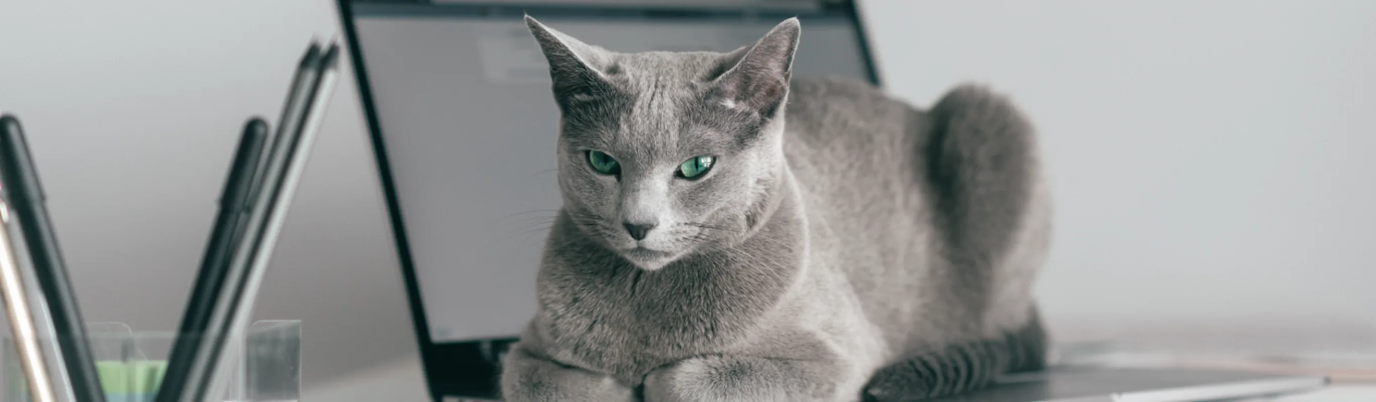 cat sitting on laptop